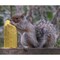 C&S Products C&S Products Squirrelog Wildlife Corn Squirrel and Critter Food 32 oz, PK2 608 - alternate 2